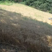 زمین-کشاورزی