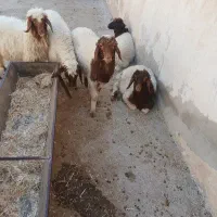 بره جفتی ۳۸۰۰۰۰۰۰