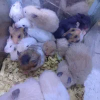 انواع همستر کلی جزئی