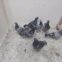 فروش چند عدد نرپر|پرنده|تلنگ, |دیوار