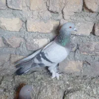 کبوتر ترکیه