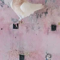 کفتر|پرنده|فیروزآباد (فارس), |دیوار