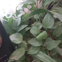 گل پتوس|گل و گیاه طبیعی|مشهد, خرمشهر|دیوار