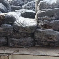 قارچ|خدمات باغبانی و درختکاری|گرگان, |دیوار