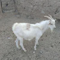 سانن اصل نرو ماده