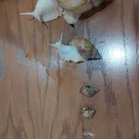 حلزون اچاتینا|خزنده|تهران, امام زاده حسن|دیوار