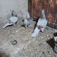 سه تا غوری برا فروش