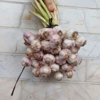 سیر محلی