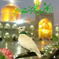 تور زیارتی مشهد کربلا بمدیدت خانم لطفی|تور و چارتر|اردبیل, |دیوار