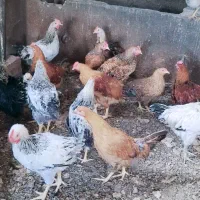 مرغ وخروس نیمچه