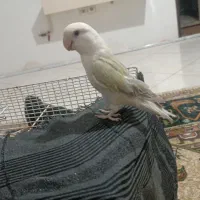 طوطی برزیلی