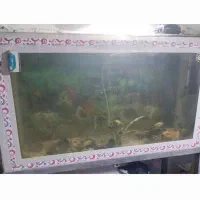 آکواریوم بزرگ با پایه|ماهی|قزوین, |دیوار