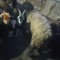 بره نر چاق