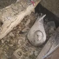 سرور دورگ هفترنگ