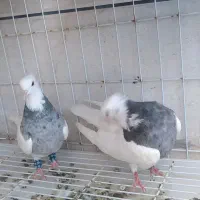 طوقی الماسی