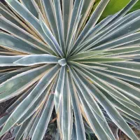 گل بزرگ|گل و گیاه طبیعی|برازجان, |دیوار