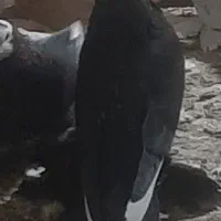 قره قجله نر|پرنده|میاندوآب, |دیوار