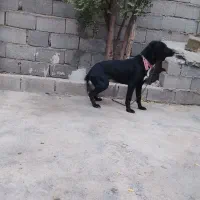 سگ دمبلانی|سگ|کلاله, |دیوار