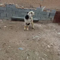 بره ماده ، (تقلی میش بز کهره قوچ)