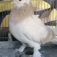 کفتر کلکسیونی