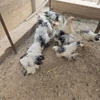 برهما لایت رومانی|حیوانات مزرعه|شیراز, شهرک مطهری|دیوار