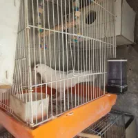 قفس  نو تمیز