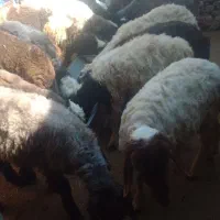 بره فروشی