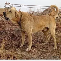 سگ عراقی|سگ|ارومیه, |دیوار