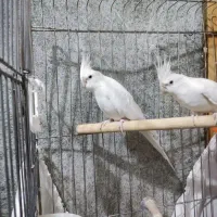 عروس هلندی نروماده آلبینو