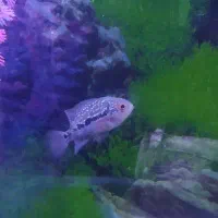 ماهی اسکار و فلاور هورن با قیمت استثنایی