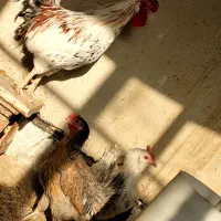 مرغ و خروس گلین