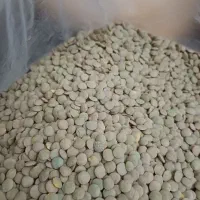 فروش حبوبات تازه و ارزان  و برنج کامفیروزی و خرده|خوردنی و آشامیدنی|شیراز, شهرک ولیعصر|دیوار
