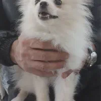 سگ پامرانین|سگ|تهران, بیسیم|دیوار