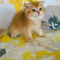 گربه اسکاتیش|گربه|سردشت, |دیوار