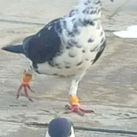 کبوترگم شده