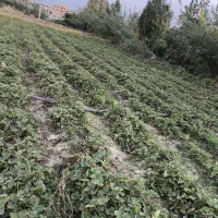 توت فرنگی سابرینا  نی 5|گل و گیاه طبیعی|آزادشهر, |دیوار