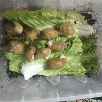 حلزون|خزنده|محمدیه-قزوین, |دیوار