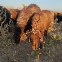 قوچ همو|حیوانات مزرعه|سبزوار, رباط|دیوار