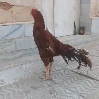 خروس لاری جوجه کش