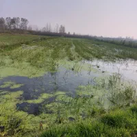 فروش زمینکشاورزی|اجارهٔ دفتر صنعتی، کشاورزی، تجاری|بندر انزلی, تربه گوده|دیوار