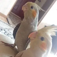 جوجه عروس هلندی سالم و دون خور یک ماهه