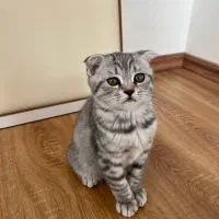 گربه اسکاتیش گوش‌ کوتاه|گربه|ارومیه, |دیوار