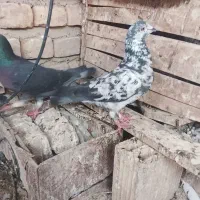 مجسمه|مجسمه، تندیس، ماکت|زابل, |دیوار