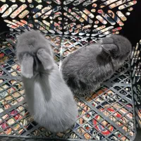 بچه خرگوش لوپ