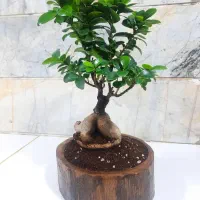 گلدان بونسای