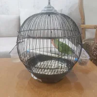 کوتوله برزیلی|پرنده|همدان, |دیوار