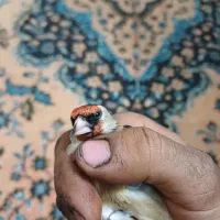 سهره چارگل کرمانی مرغ عشق قناری کوتوله عروس هلندی|پرنده|مشهد, شهید معقول|دیوار