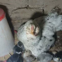 تخم نطفه دار گلین|حیوانات مزرعه|ورامین, ریحان آباد|دیوار