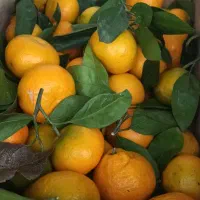 نارنگی انشو تازه چین برگی و کیوی مربایی|حراج|کلاچای, |دیوار