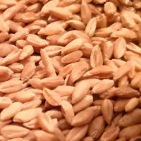 بذر گندم دوروم 1گونی